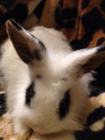 /album/lowenkopfkaninchen/img-20151114-wa0015-1-jpg/